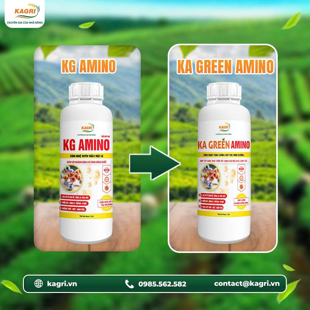 KG GREEN AMINO